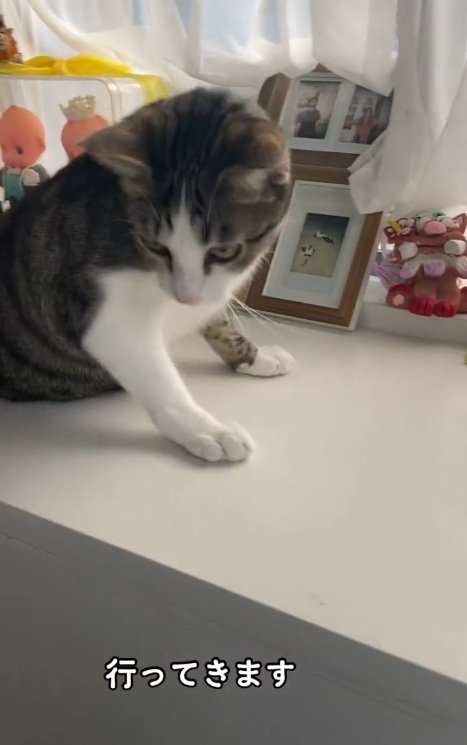 台の上に座っている猫