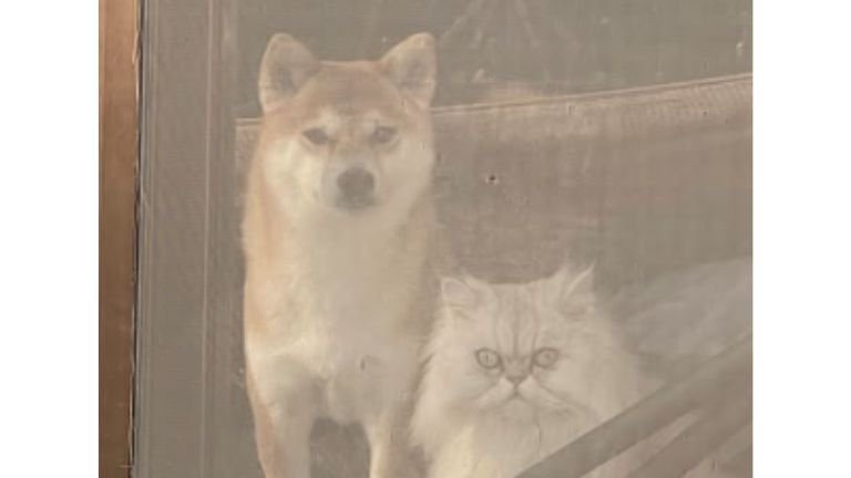 外を眺めている猫と犬
