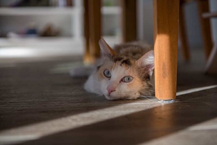 テーブルの下で寝そべる猫