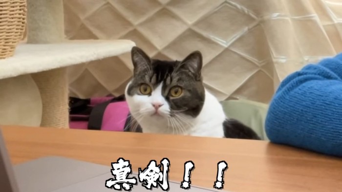 真剣な顔の猫