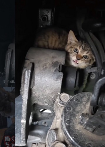 不安そうな子猫