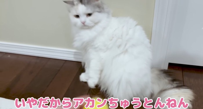 のけぞる猫