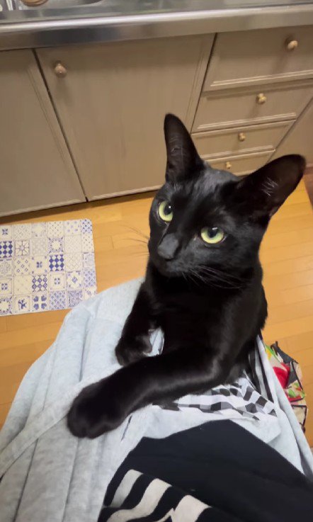 抱っこ紐に入った猫