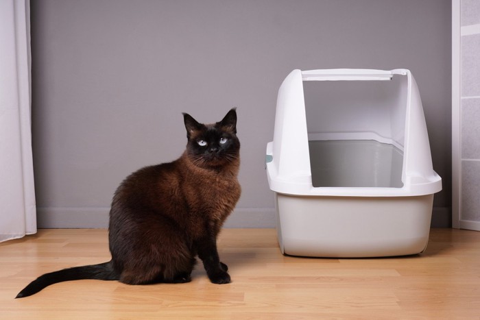 猫トイレの隣に座る猫