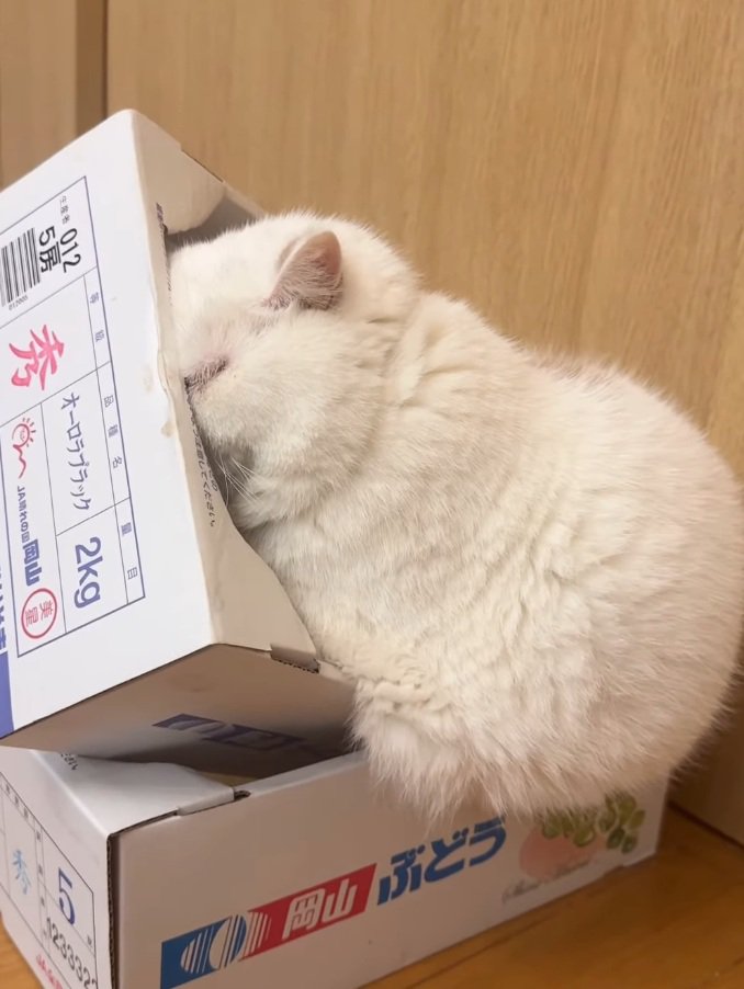 箱に顔を埋める猫