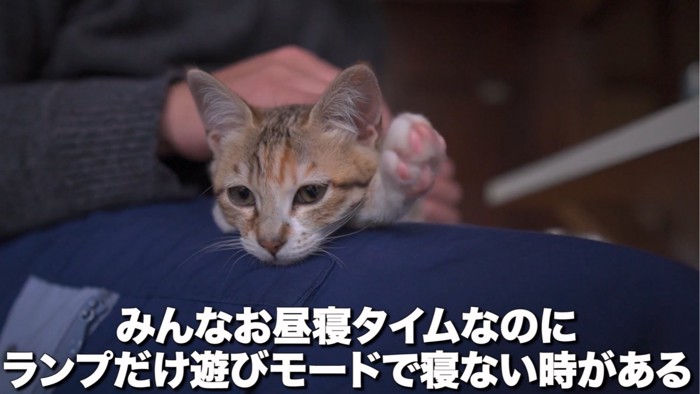 ムッとしたような猫