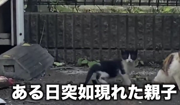 猫の親子