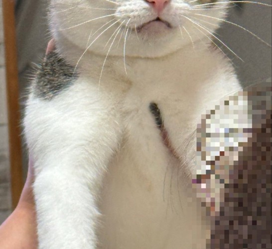 抱えられている猫