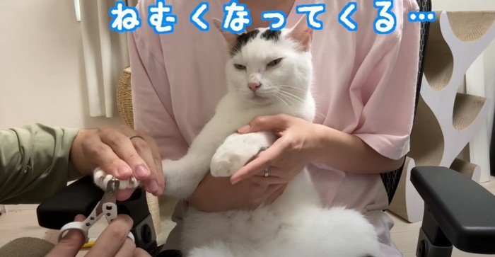 抱っこされて爪切りされるトビキジ猫