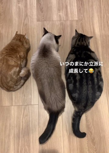 3匹の猫の背中