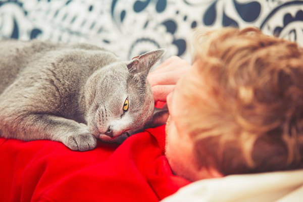 赤い服の男性の上で目をあける猫