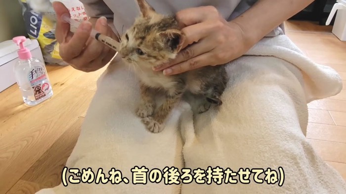 シリンジで強制給餌される子猫