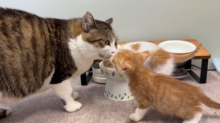 鼻と鼻をくっつける成猫と子猫