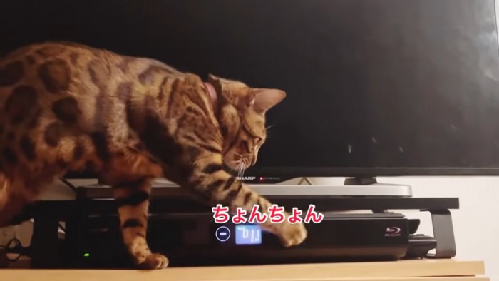 レコーダーを触る猫