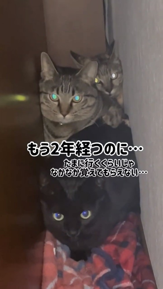 並んでいる3匹の猫