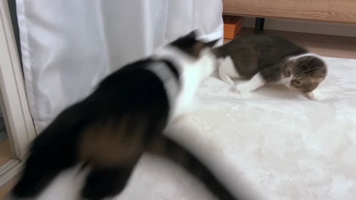 飛びかかる猫