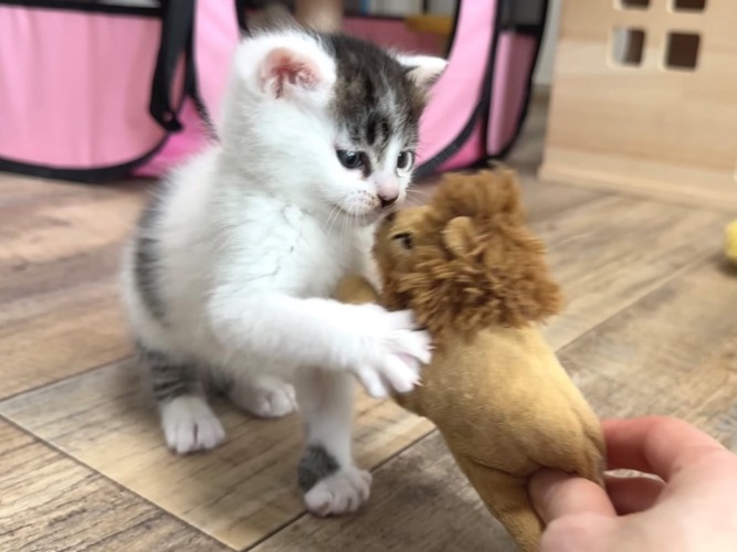 ぬいぐるみと戦う子猫