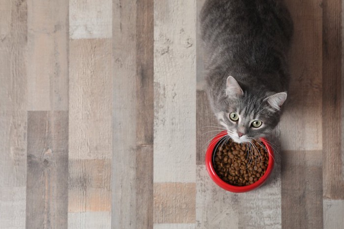 ご飯の前でこちらを見上げる猫