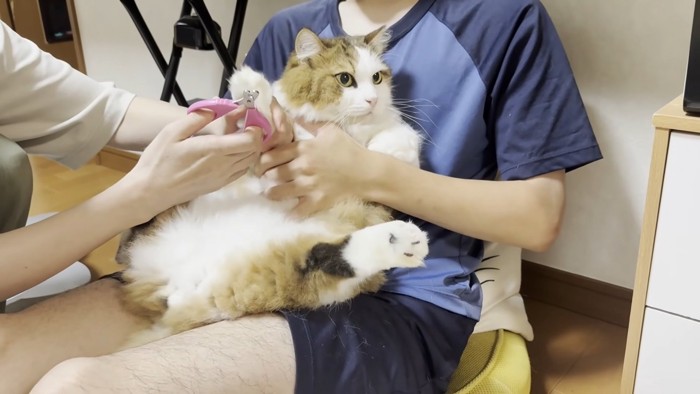 お膝に抱かれた長毛猫ちゃん
