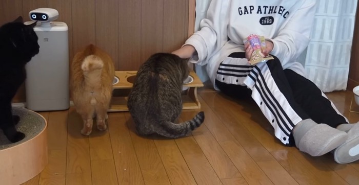 ご飯を食べる猫