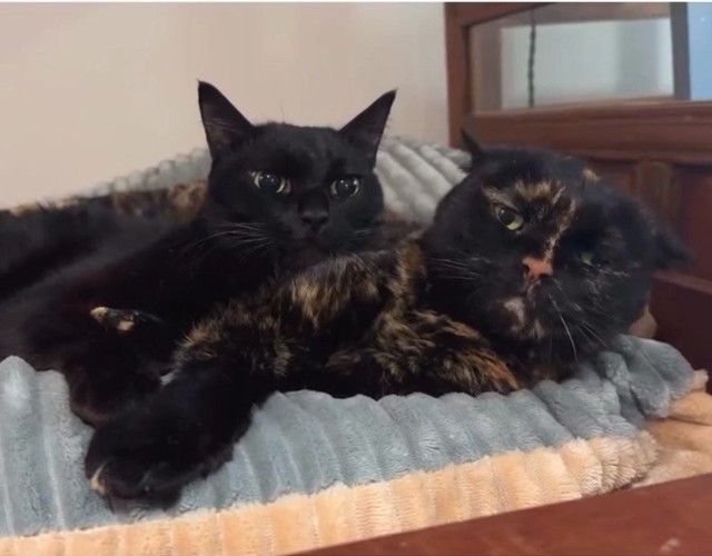 寝転んでいる2匹の猫