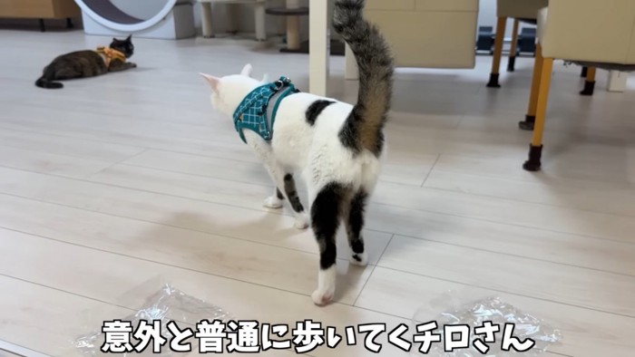 青いハーネスのブチ猫