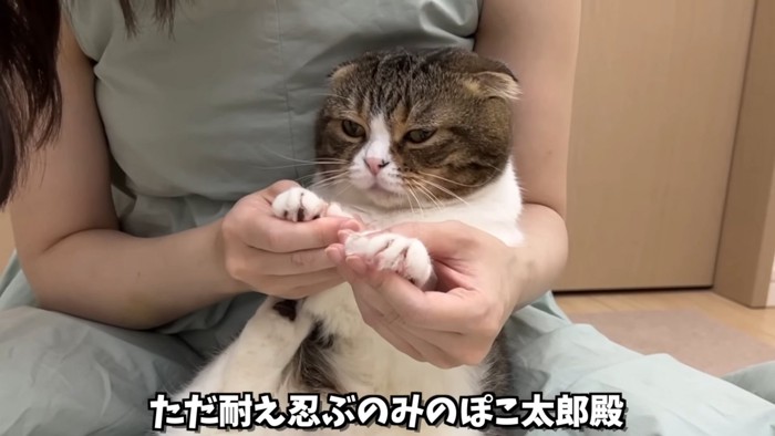 両前足を持たれる猫