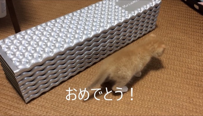 飛び降りたあとの子猫