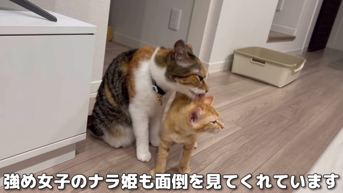 世話する三毛猫