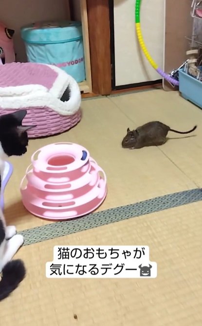 猫に近づくデグー