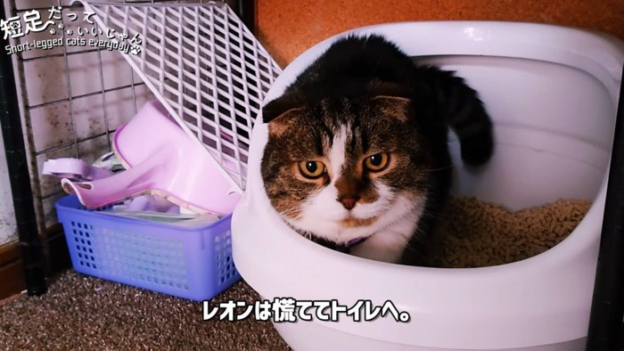 トイレに入る猫