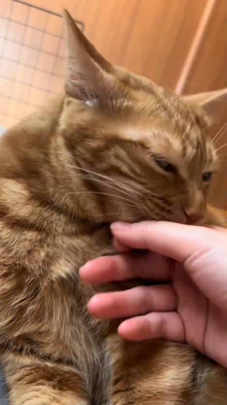 人の手をなめる猫