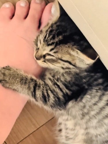 人の足の足元で寝る子猫