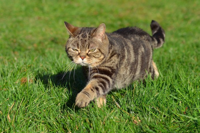 不満顔で歩く猫