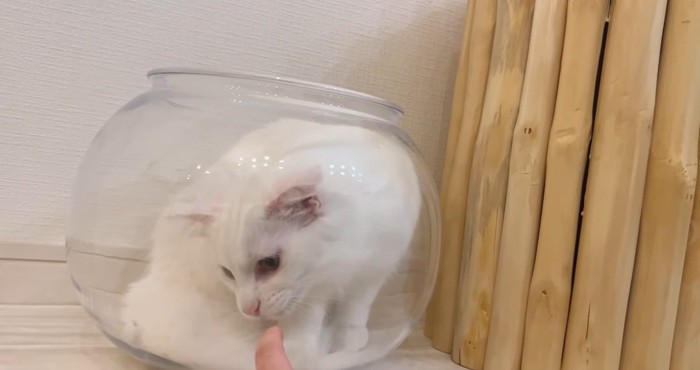 指を見つめる猫