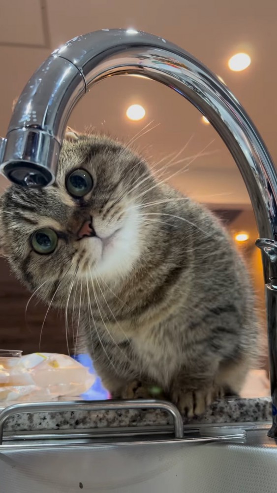 蛇口を覗き込む猫