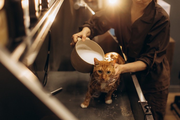 猫を洗う飼い主