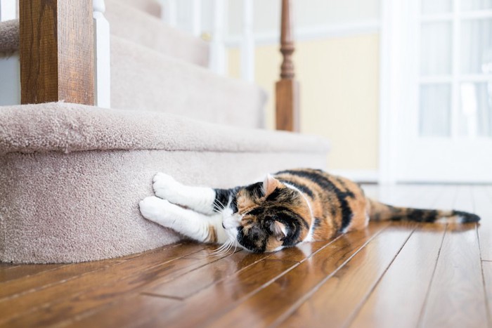 カーペットの段差で爪とぎする猫