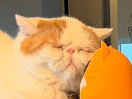 リラックスした顔で見守りカメラに顔をくっつける猫