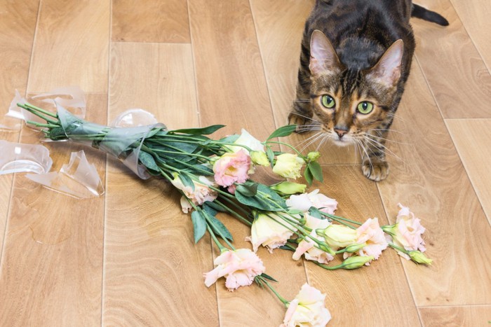 割れた花瓶と猫