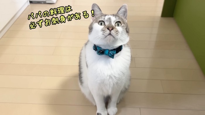 パパにつめよるささみくん