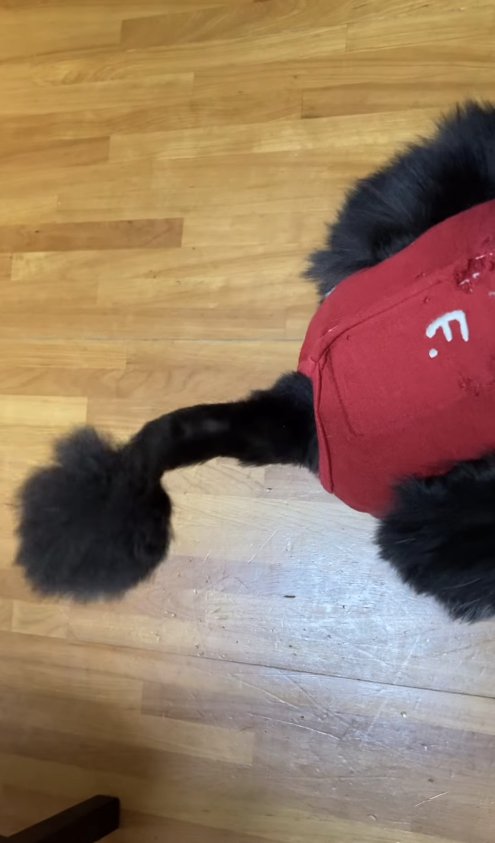 おむつをはいた猫の尻尾