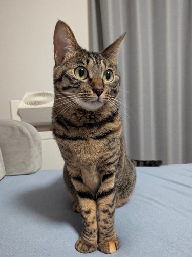 お座りする猫