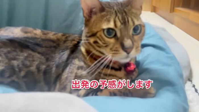 座る猫