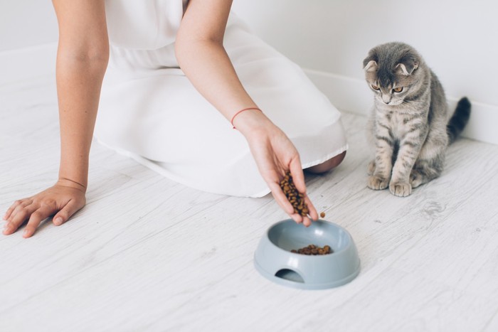 手からご飯をこぼすところをじっと見つめる子猫