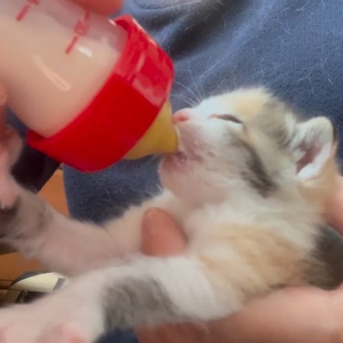 哺乳瓶ミルクを飲む子猫