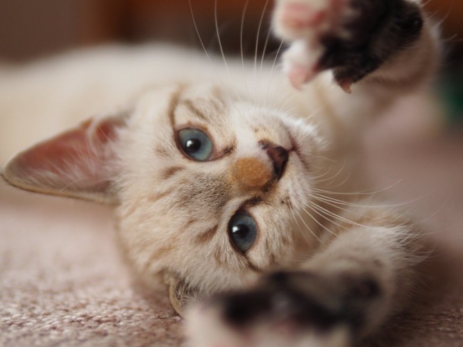 甘える子猫