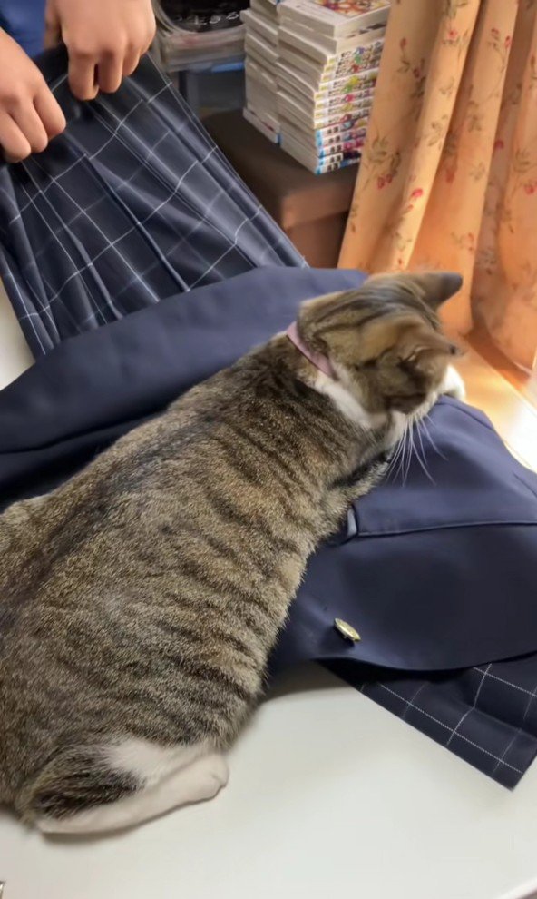 制服を押さえ込む猫