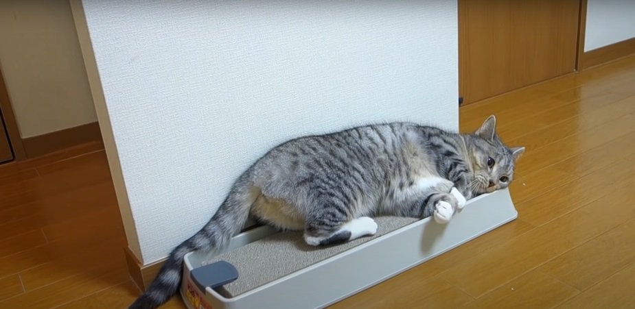 爪とぎの上の猫