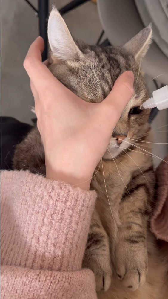 目を開けて目薬をさされる猫